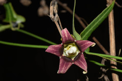 Araujia megapotamica