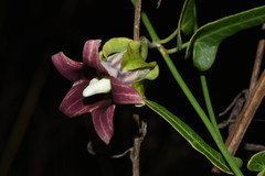 Araujia megapotamica