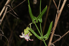 Araujia megapotamica