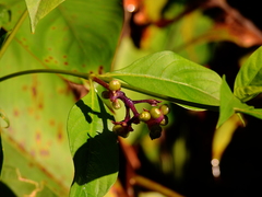 Palicourea gracilenta
