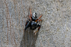 Zenodorus metallescens