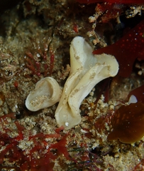 Teichonopsis labyrinthica