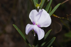 Collaea stenophylla
