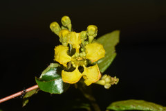 Stigmaphyllon jatrophifolium