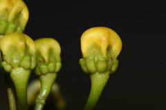 Stigmaphyllon jatrophifolium