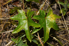 Stigmaphyllon jatrophifolium