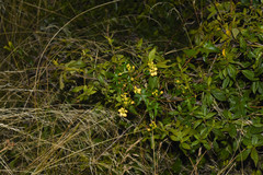 Stigmaphyllon jatrophifolium