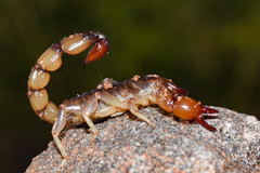 Bothriurus bonariensis