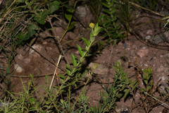 Lippia arechavaletae
