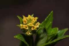 Lippia arechavaletae