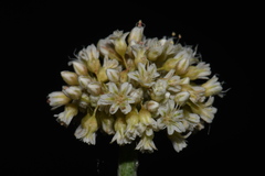 Eriogonum pauciflorum