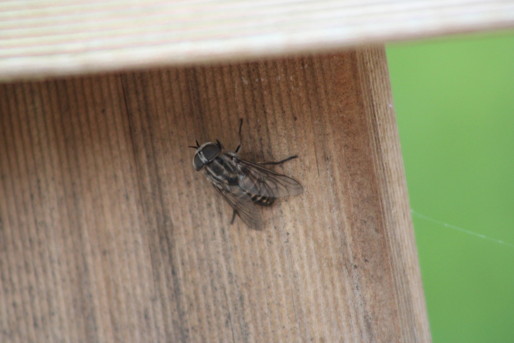 Dasybasis neocirrus