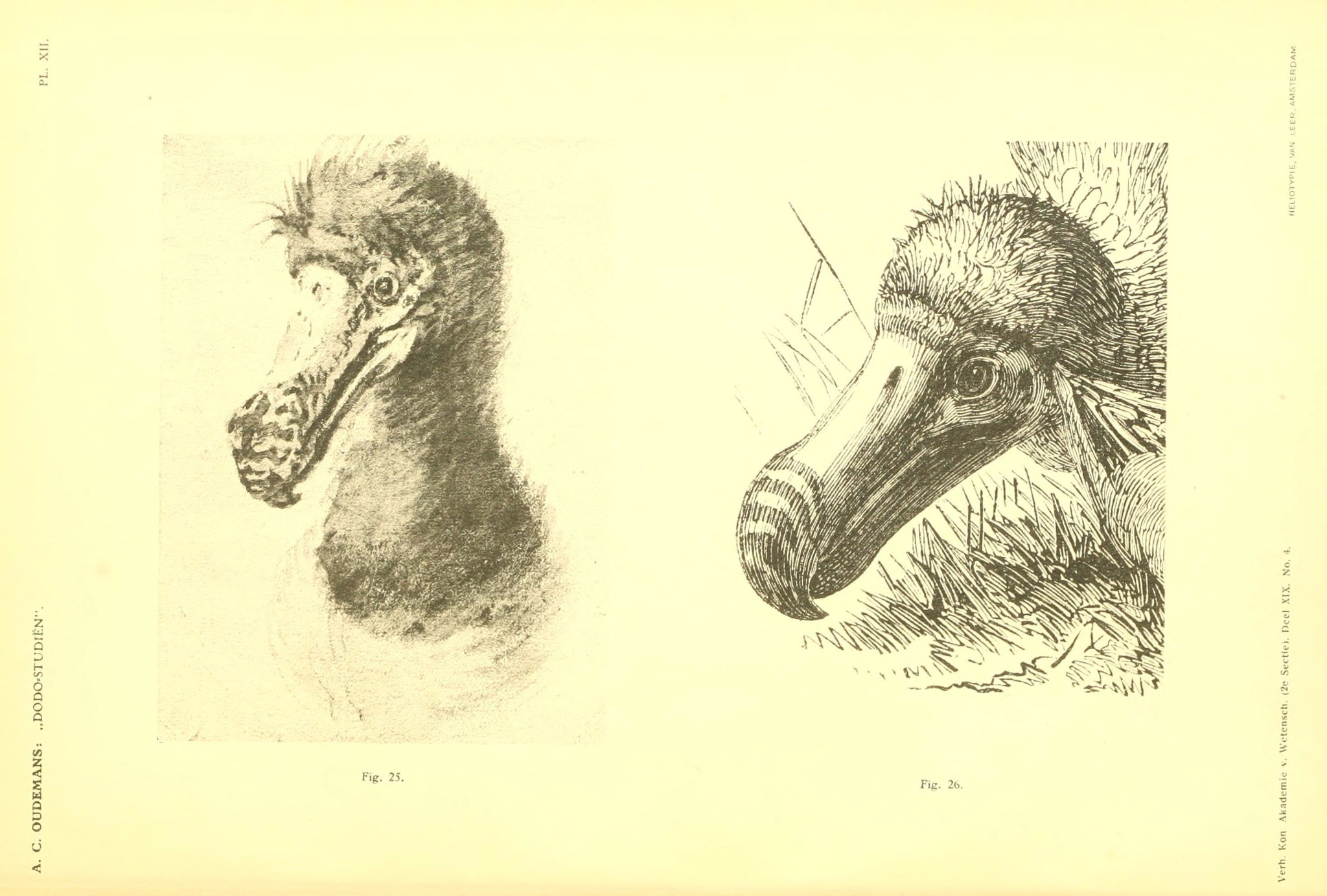 Dodos (Genus Raphus) · iNaturalist