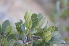 Rhamnus pirifolia