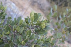 Rhamnus pirifolia