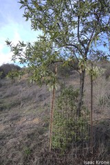 Lyonothamnus floribundus floribundus