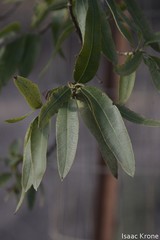 Lyonothamnus floribundus floribundus