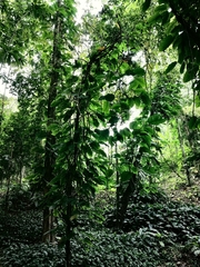 Rhaphidophora hookeri