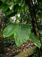 Rhaphidophora hookeri