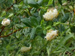 Pimelea ligustrina ciliata