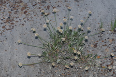 Eriogonum pauciflorum