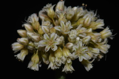 Eriogonum pauciflorum