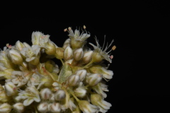 Eriogonum pauciflorum