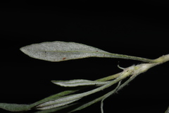 Eriogonum pauciflorum