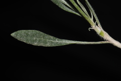 Eriogonum pauciflorum