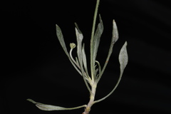 Eriogonum pauciflorum