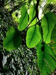 Rhaphidophora hookeri