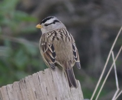 Zonotrichia leucophrys