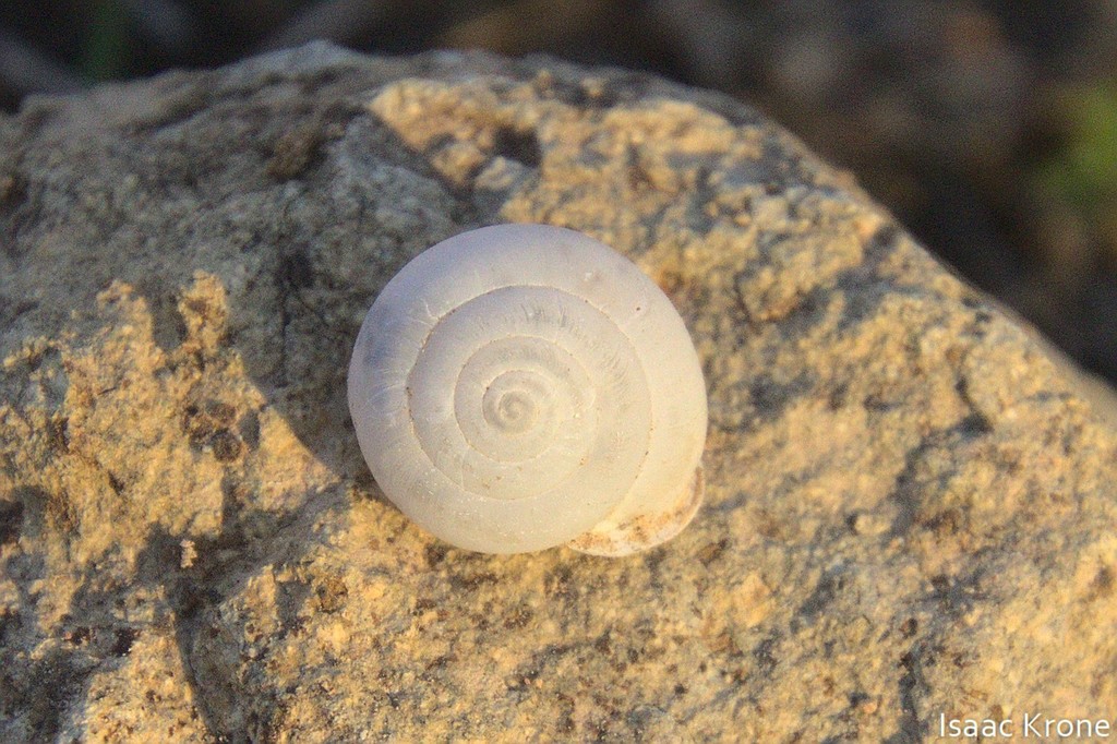 Avalon islandsnail