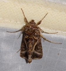 Autographa flagellum