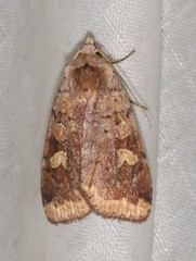 Diarsia jucunda