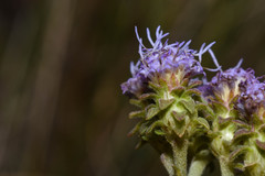 Chromolaena squarrulosa