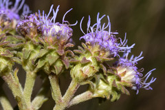 Chromolaena squarrulosa