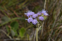 Chromolaena squarrulosa
