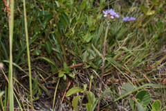 Chromolaena squarrulosa