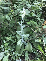 Echeveria gibbiflora