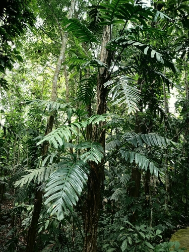 Rhaphidophora decursiva