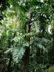 Rhaphidophora decursiva