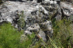 Desmodium arechavaletae