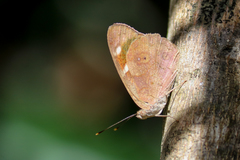 Eunica monima modesta