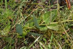 Desmodium arechavaletae