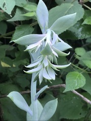 Echeveria gibbiflora