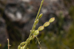 Desmodium arechavaletae