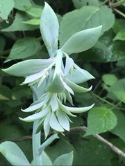 Echeveria gibbiflora