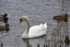 Cygnus olor
