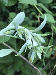 Echeveria gibbiflora
